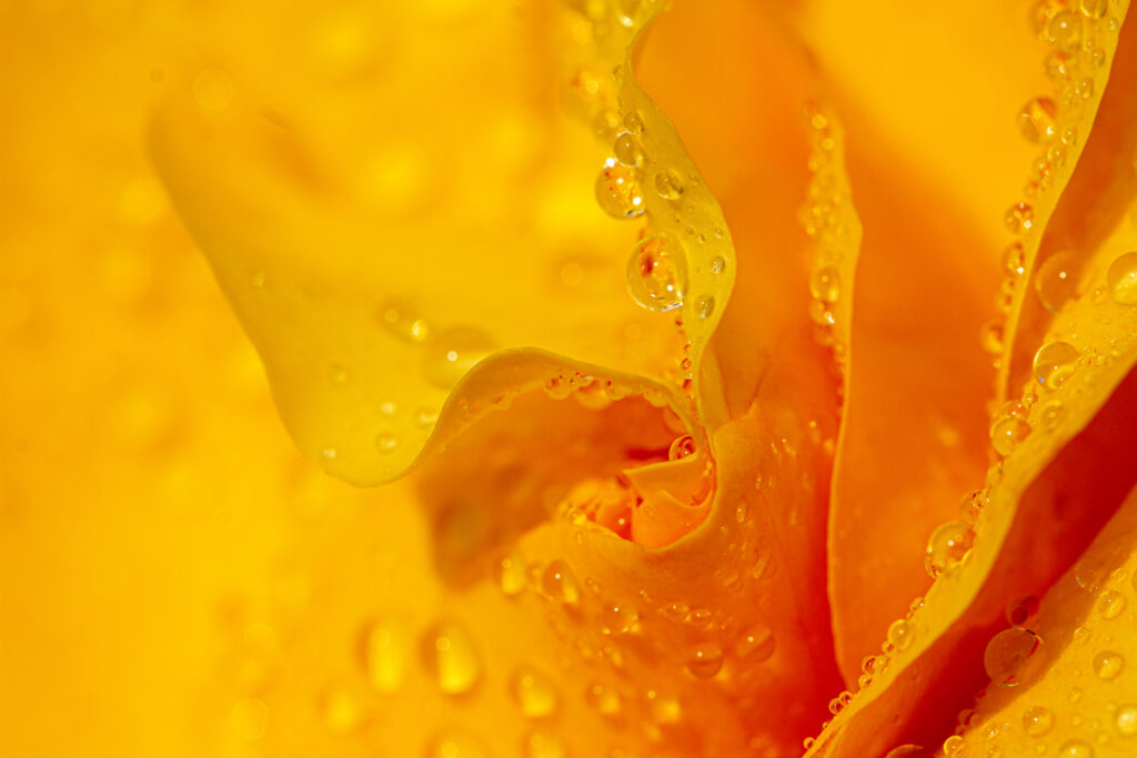 Vibrant Yellow Flower Petals with Water Droplets - Macro Wallpaper