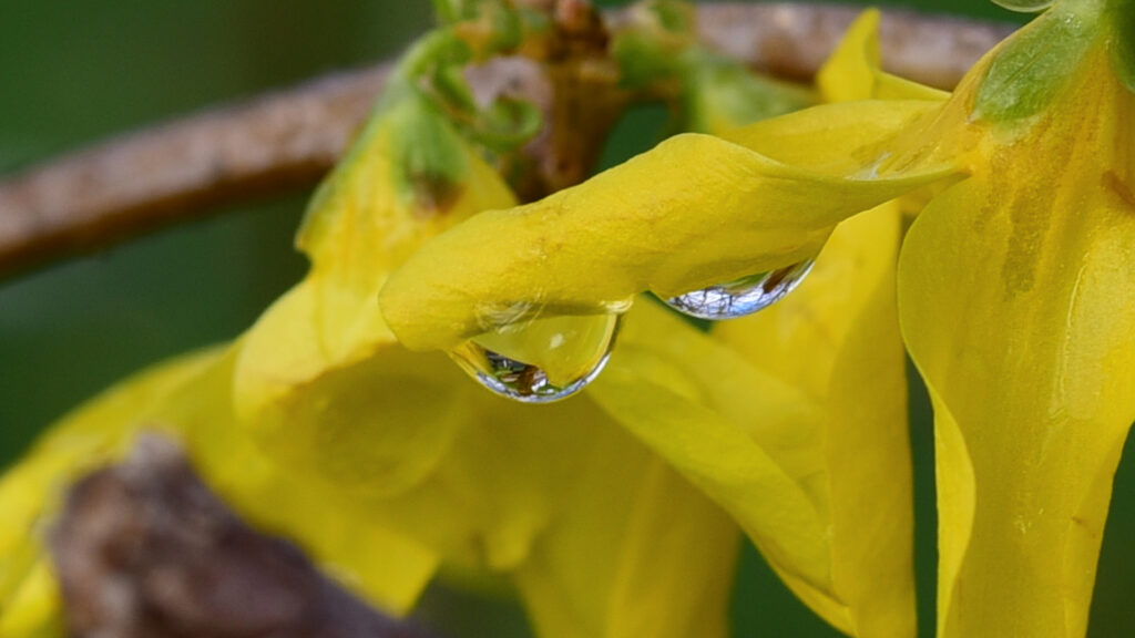 Vibrant Yellow Flower Petals with Water Droplets Wallpaper Background
