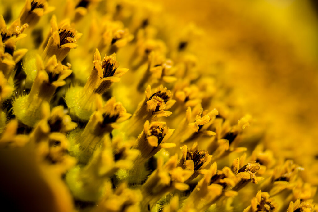 Vibrant Yellow Flower Pollen Macro: Intricate Textures Wallpaper