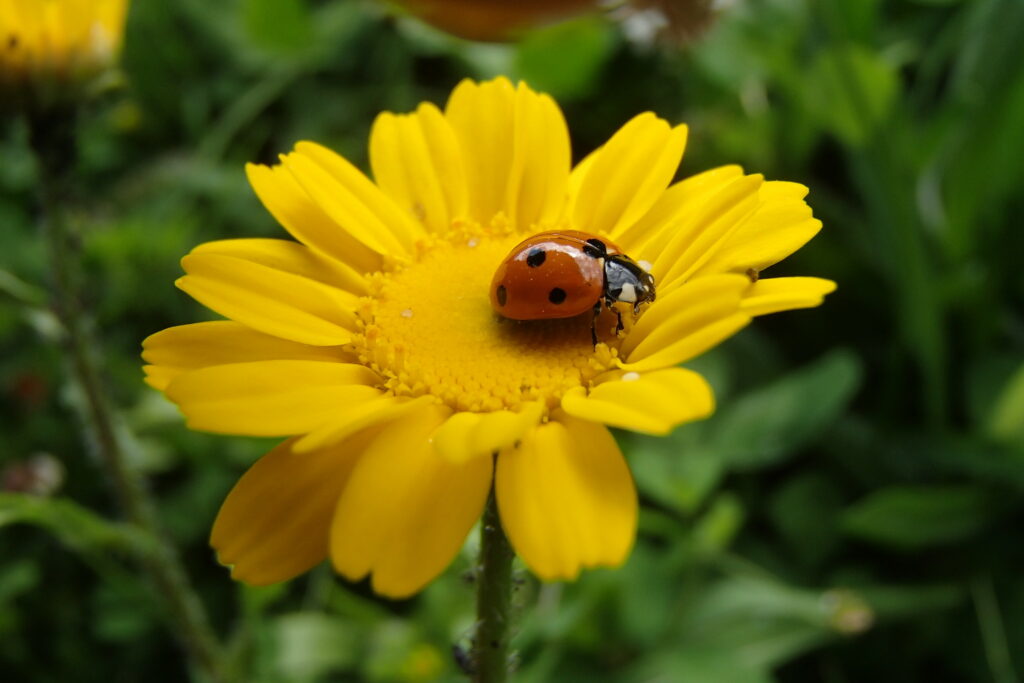 Vibrant Yellow Flower with Ladybug - Lush Green Wallpaper Background