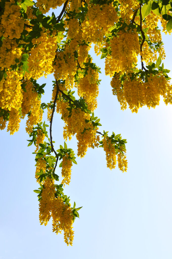 Bright yellow flowered tree branches cascading against a clear blue sky wallpaper background
