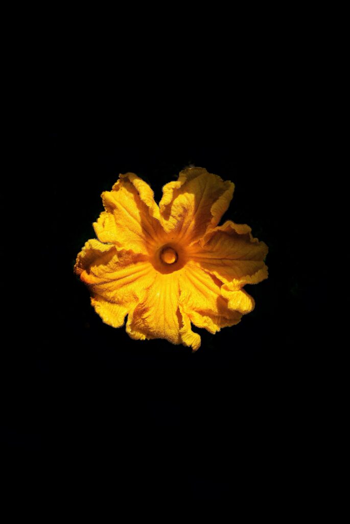 Vibrant Yellow Flower Wallpaper on Deep Black Background