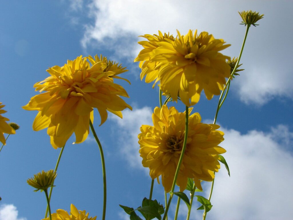 Bright Yellow Flower Wallpaper Against Clear Blue Sky & Green Stems