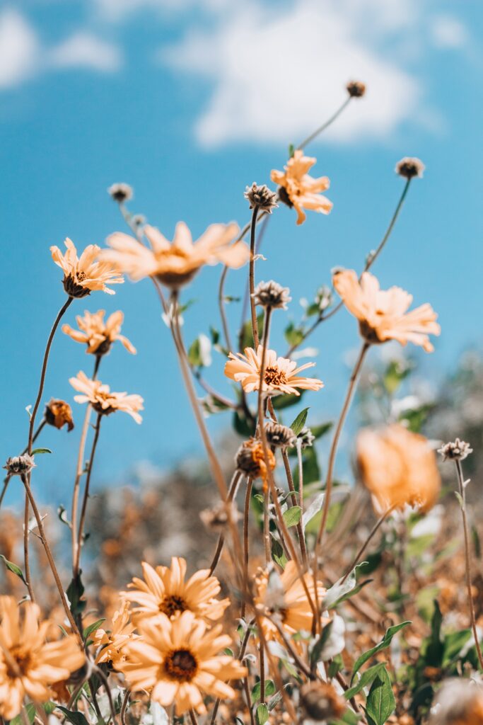 Vibrant Yellow Flower Wallpaper against Bright Blue Sky Background