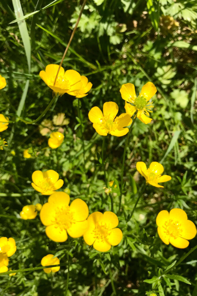 Vibrant Yellow Flower Wallpaper: Lush Green Garden Background