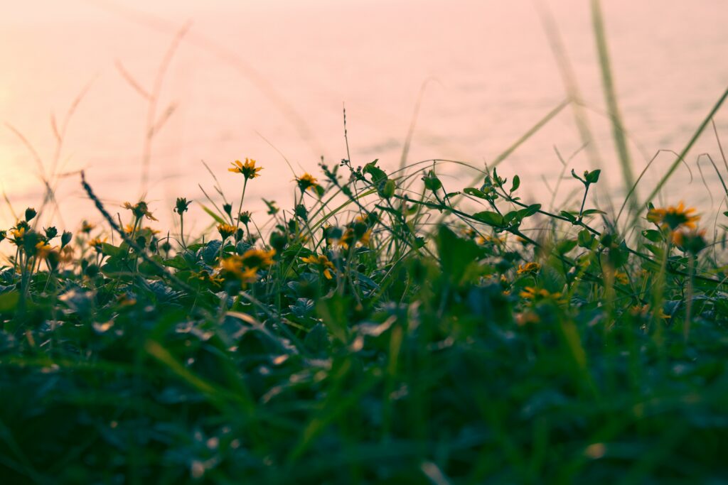 Vibrant Yellow Flowers Wallpaper Against Lush Green Grass