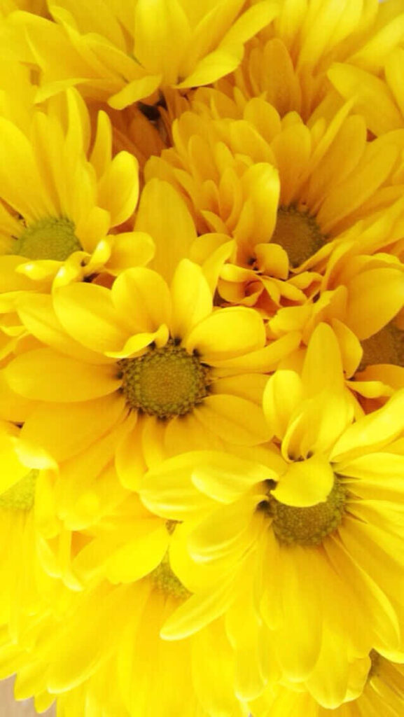 Vibrant Yellow Flower Wallpaper: Cheerful Nature Background