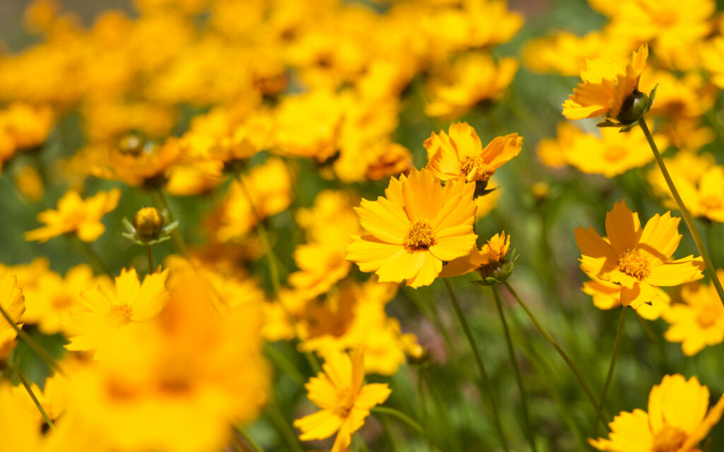 Vibrant Yellow Flower Wallpaper: Nature's Cheerful Background