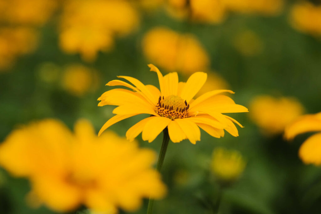 Vibrant Yellow Flower Close-Up with Soft Blurred Floral Background Wallpaper