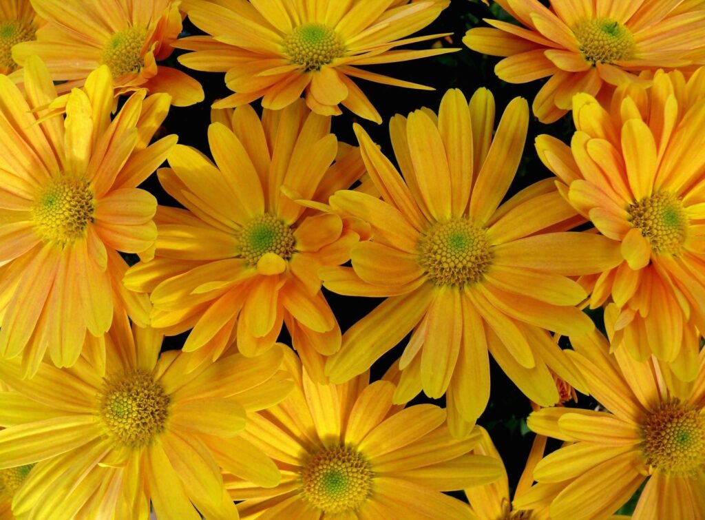 Vibrant Yellow Flower Wallpaper: Cheerful Close-Up Background