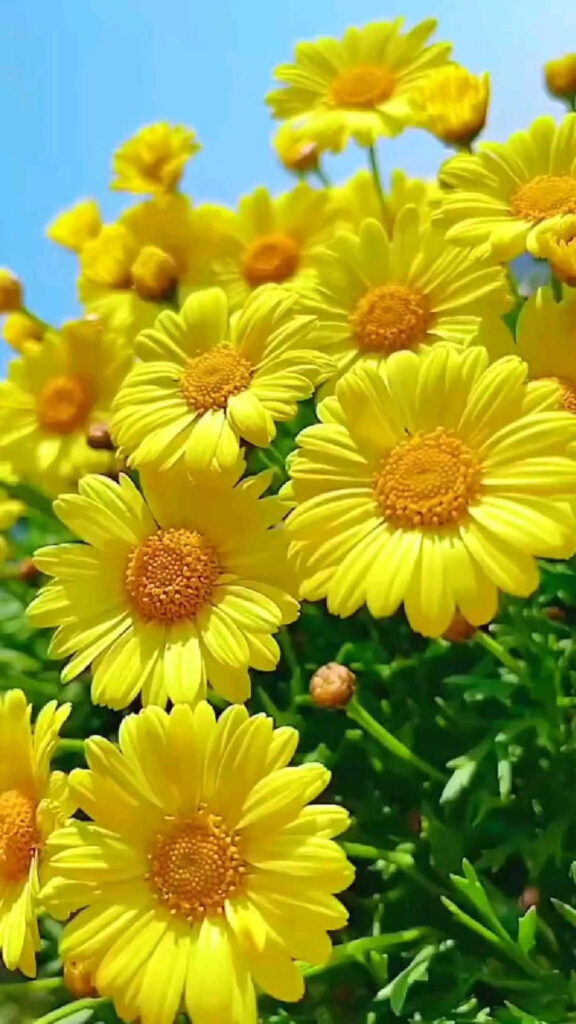 Vivid Yellow Flower Wallpaper: Cheerful Background Under Blue Sky