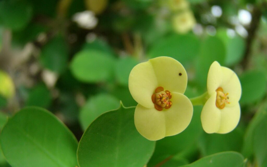 Vibrant Yellow Flower Wallpaper: Serene Close-Up with Lush Green Leaves