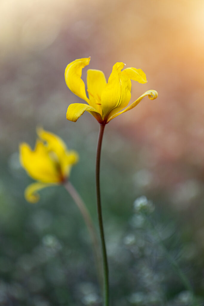 Vibrant Yellow Flower Wallpaper: Delicate Petals & Soft Background