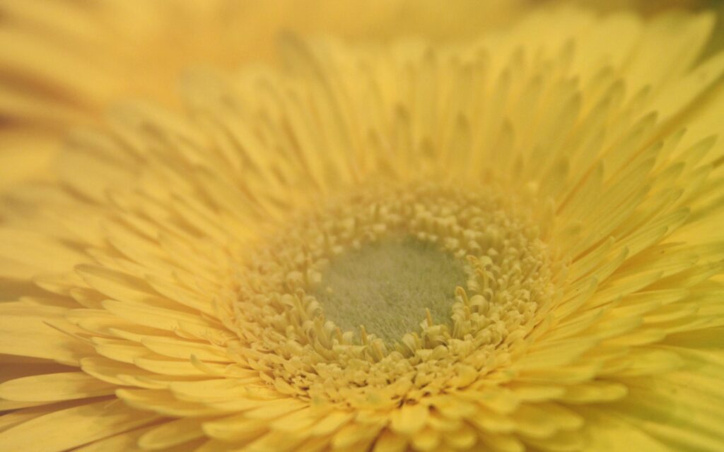 Vibrant Yellow Flower Wallpaper: Close-Up with Delicate Petals