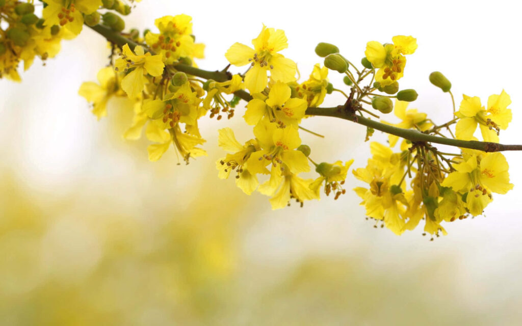Vibrant Yellow Flower Wallpaper with Delicate Blooming Branch