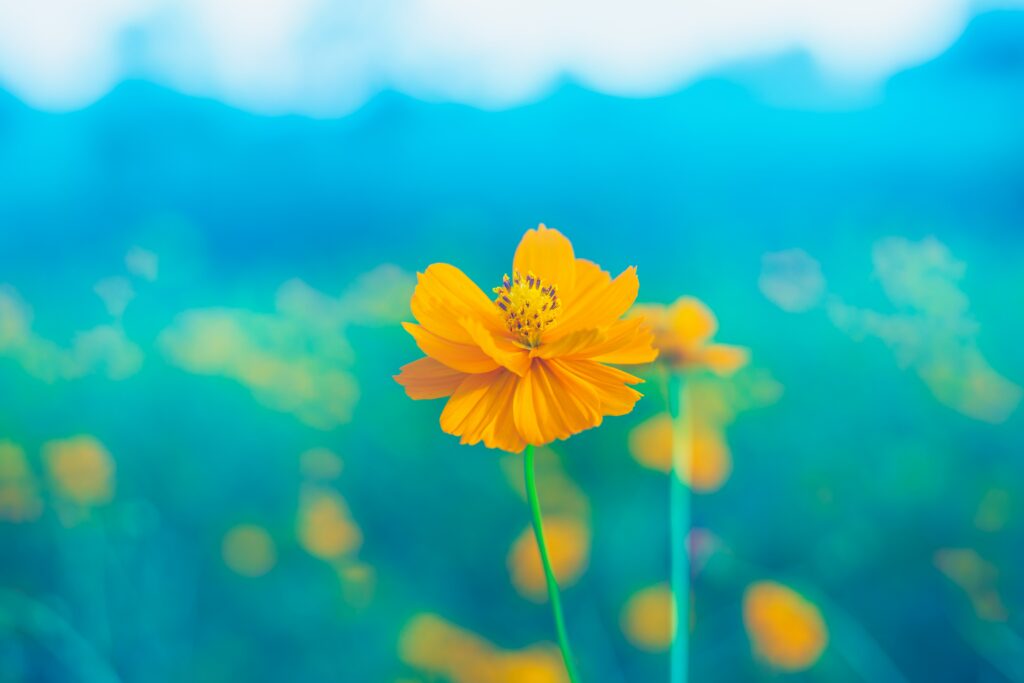 Vibrant Yellow Flower Wallpaper with Soft Blurred Background