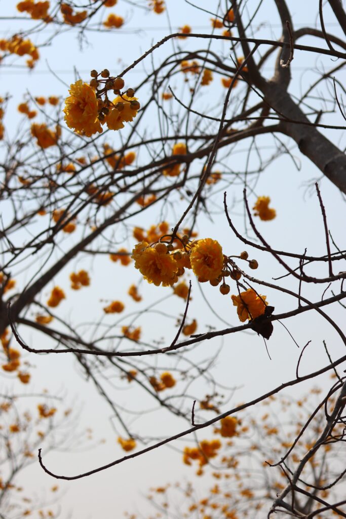 Vibrant Yellow Flower Wallpaper: Tree Branches Against Clear Sky