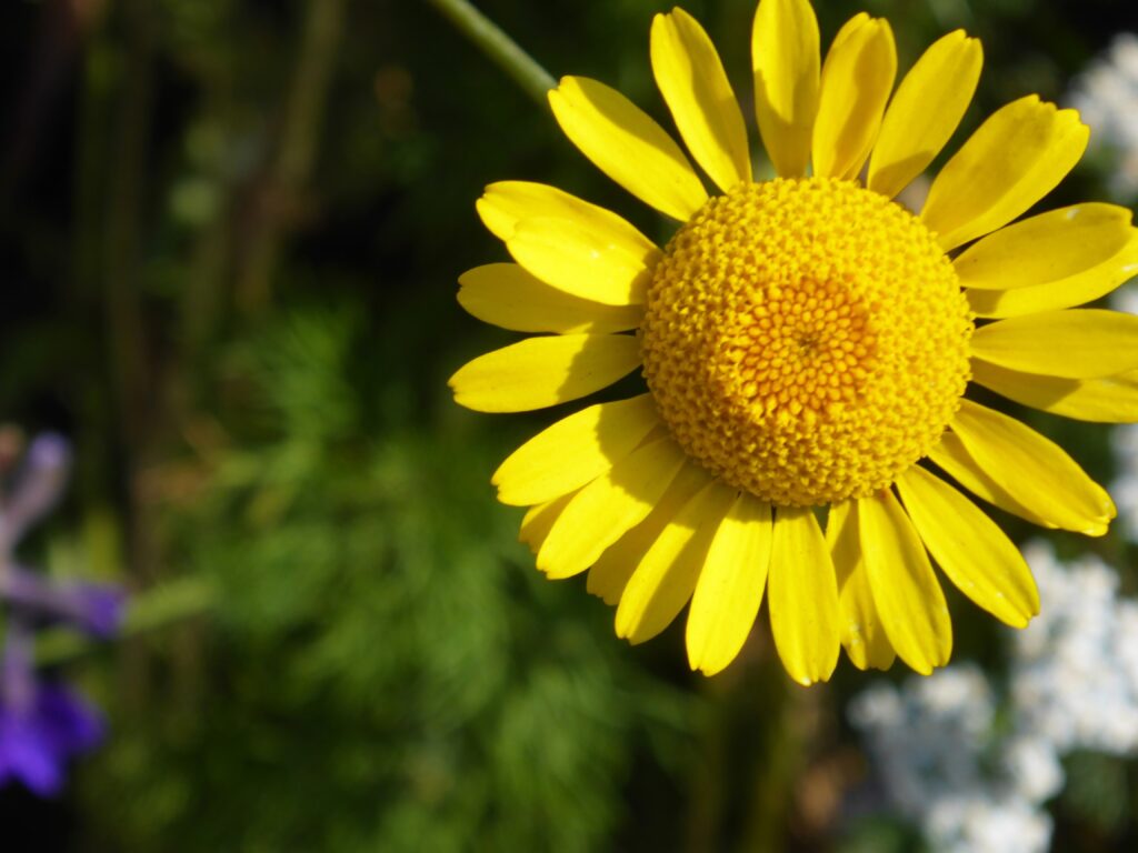 Vibrant Yellow Flower Wallpaper with Blurred Natural Background