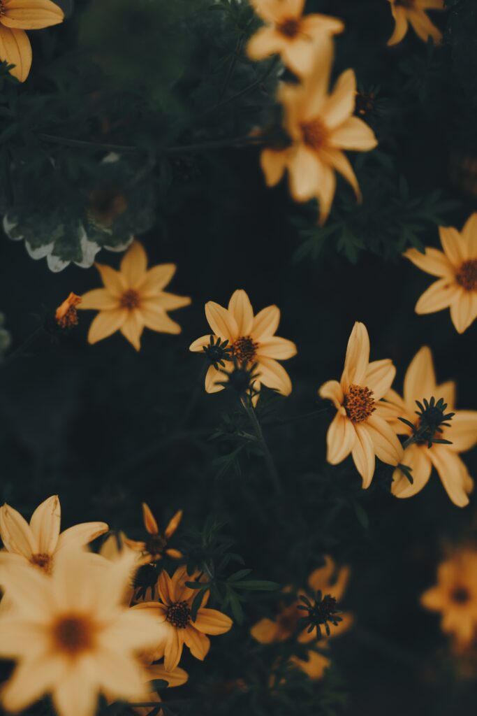 Vibrant Yellow Flowers with Dark Green Leaves - Elegant Botanical Wallpaper