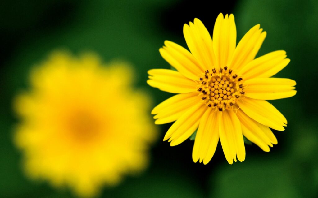 Vibrant Yellow Flower Wallpaper: Intricate Petals & Soft Greens