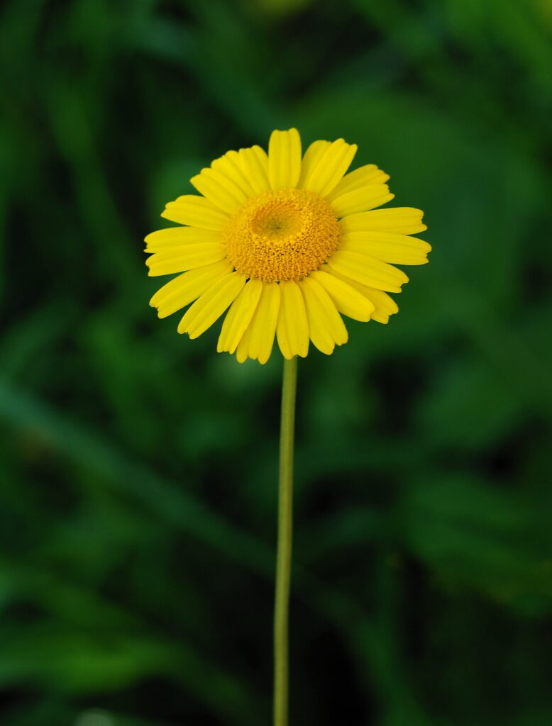 Vibrant Yellow Flower Wallpaper on Soft Blurred Green Background