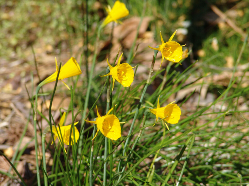 Vibrant Yellow Flower Wallpaper: Lively Spring Garden Background