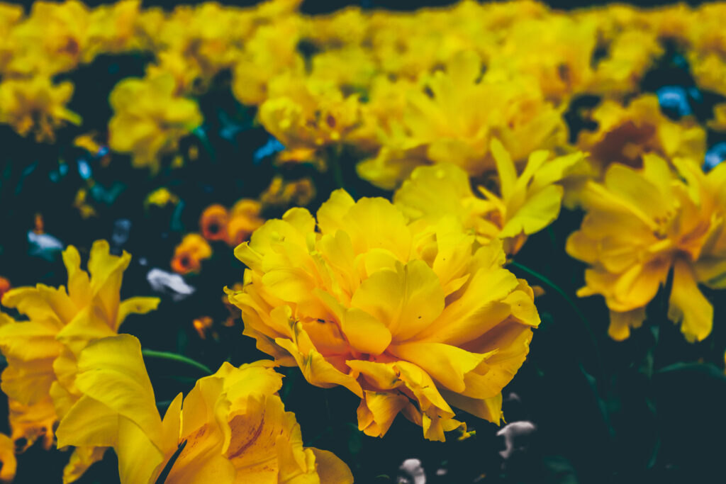 Vibrant Yellow Flower Field Wallpaper: Lush Blooms & Warm Atmosphere