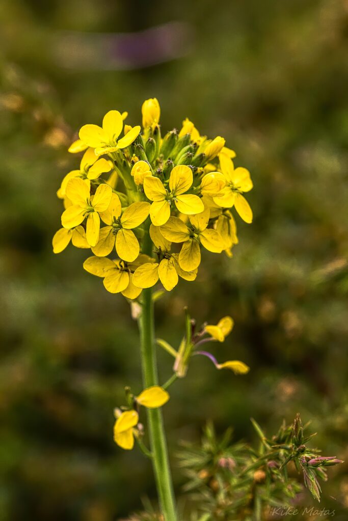 Bright Yellow Flower Wallpaper: Lush Inflorescence on Soft Green Background