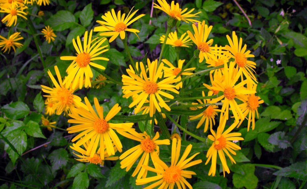 Vibrant Yellow Flower Cluster Wallpaper on Lush Green Background