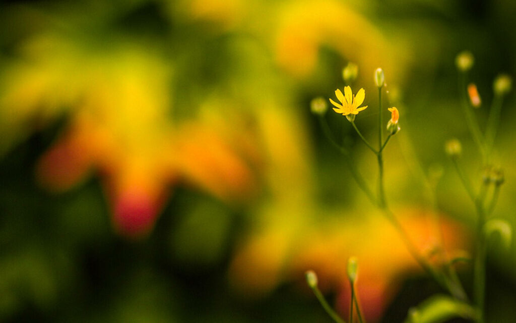 Vibrant Yellow Flower Macro Wallpaper with Soft Blurred Background
