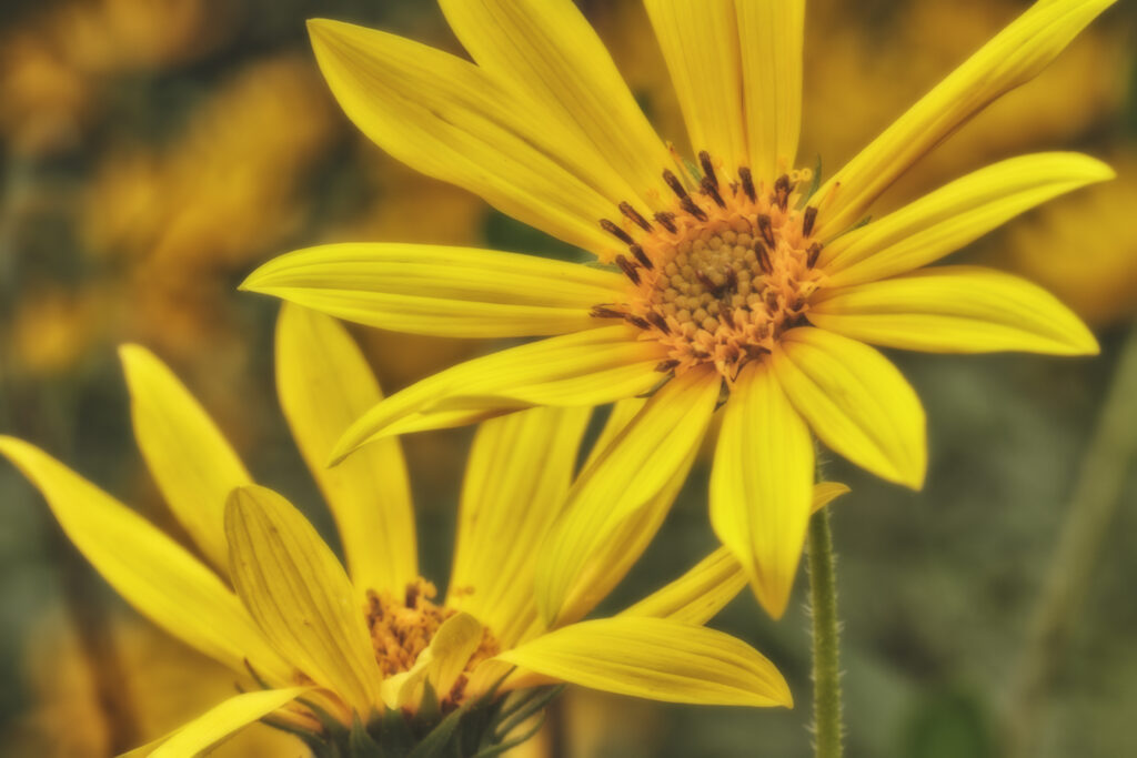 Vibrant Yellow Flower Close-Up: Nature's Beauty & Serene Background Wallpaper