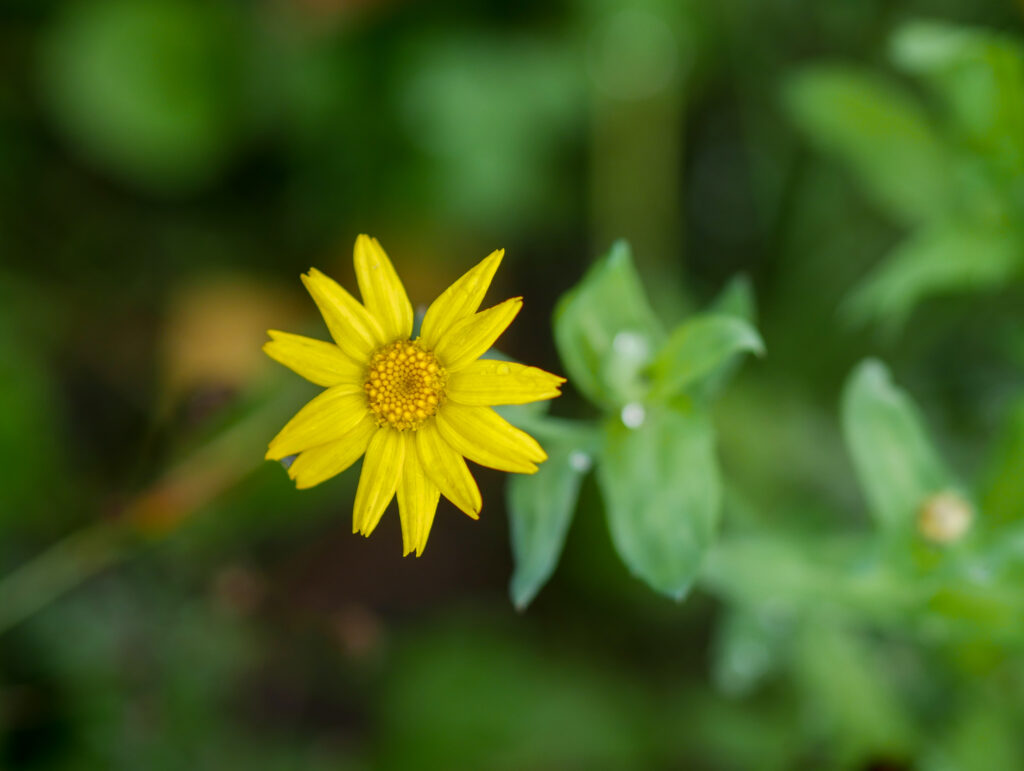 Vibrant Yellow Flower Macro Wallpaper on Soft Green Background