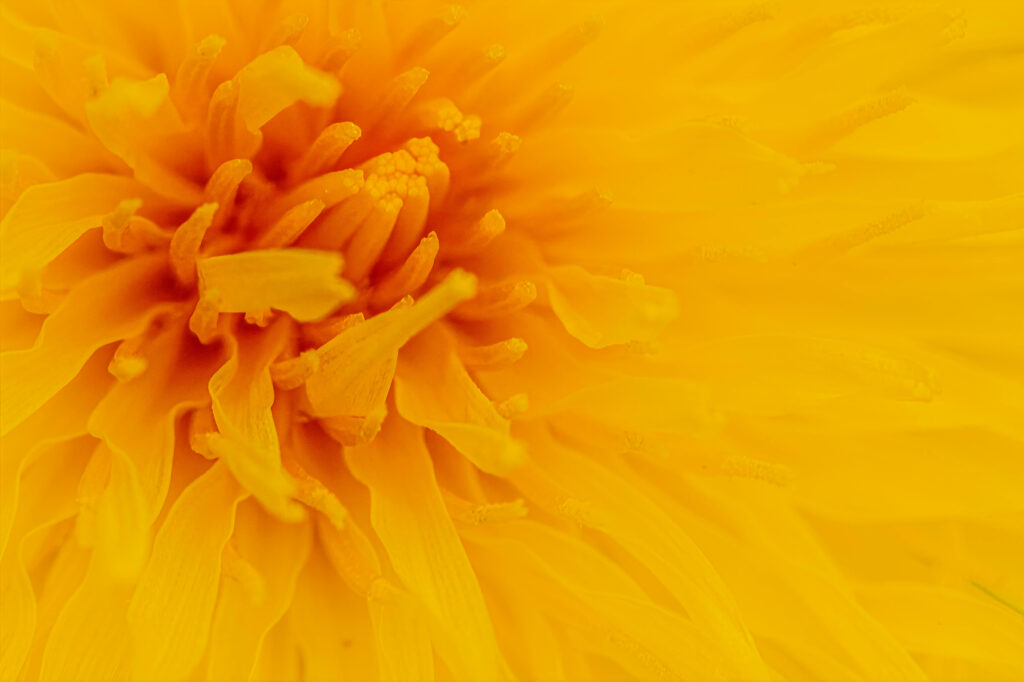 Macro Close-Up of Vibrant Yellow Flower Wallpaper - Warm Background