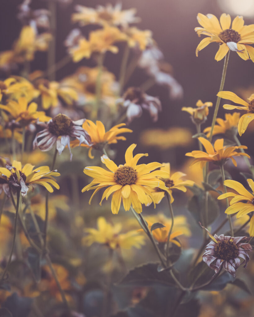 Macro Yellow Flower Wallpaper: Vibrant Petals & Soft Lighting
