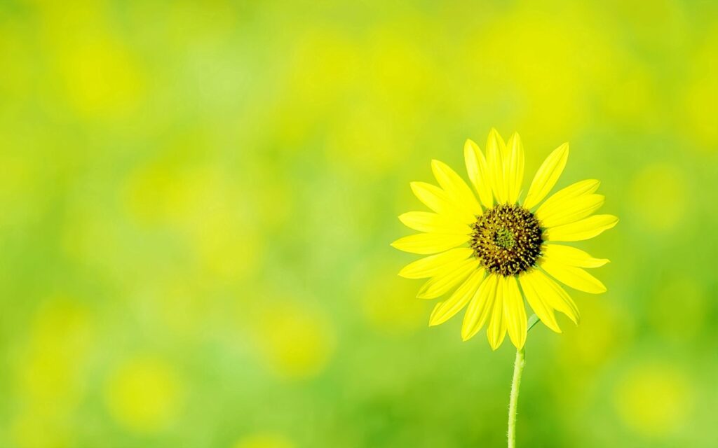 Yellow flower in sharp focus with soft green blurred background minimalist spring wallpaper
