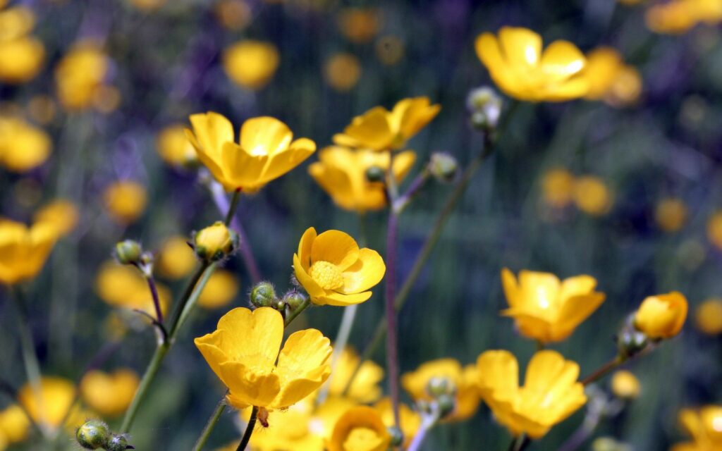 Vibrant Yellow Flower Wallpaper Background for Serene Decor