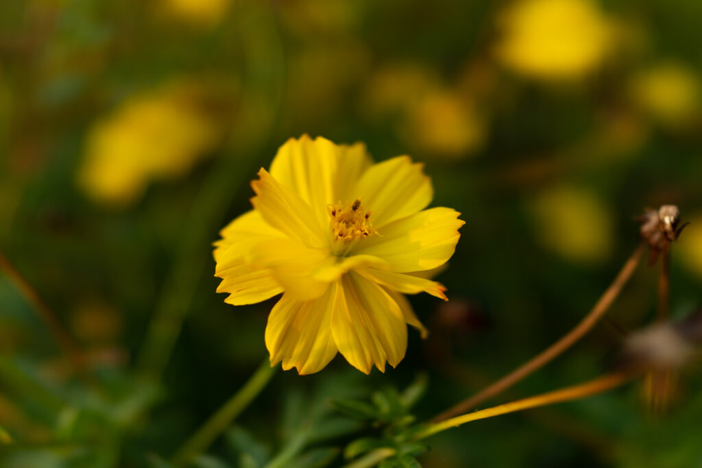 Vibrant Yellow Flower Wallpaper: Serene Green Background Bliss