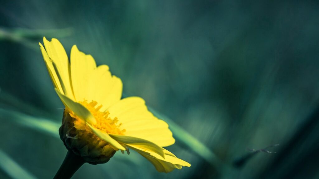 Vibrant Yellow Flower Wallpaper: Serene Natural Beauty