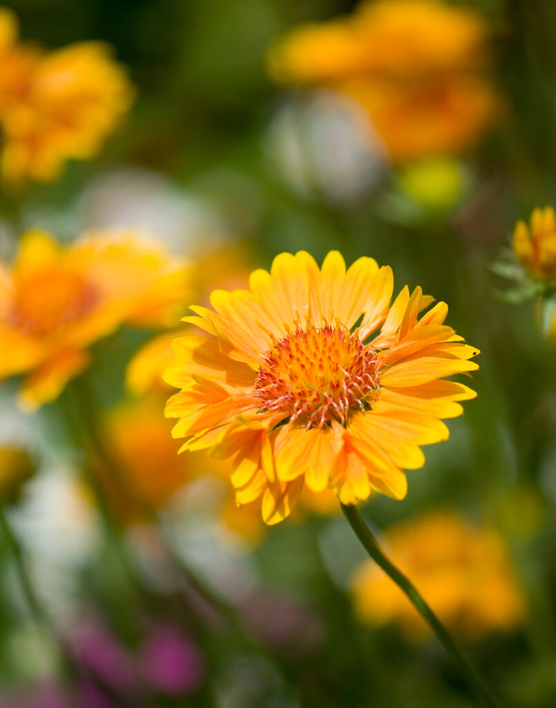 Vibrant Yellow Flower in Bloom - Stunning Wallpaper Background