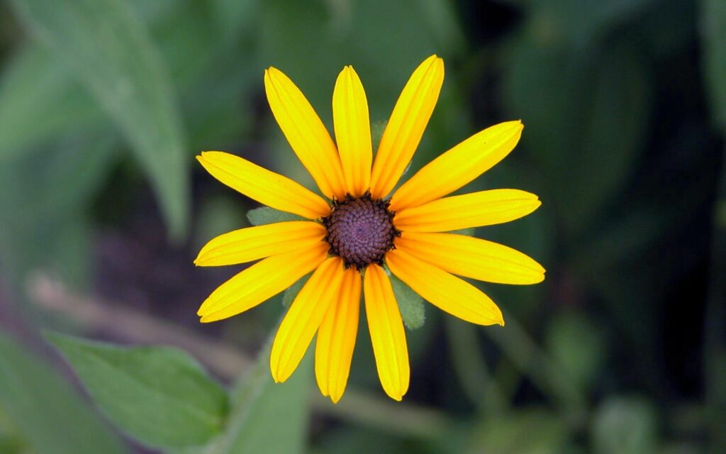 Vibrant Yellow Flower Close-Up on Soft Green Blurred Background Wallpaper
