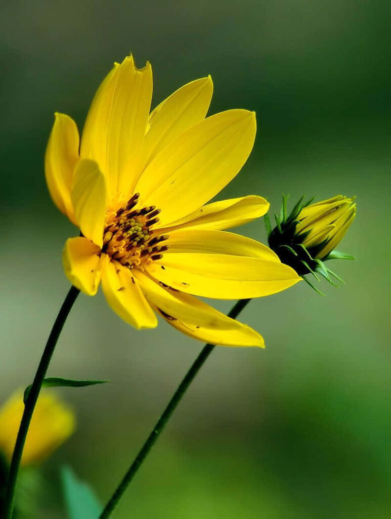 Vibrant Yellow Flower Wallpaper with Soft Green Background
