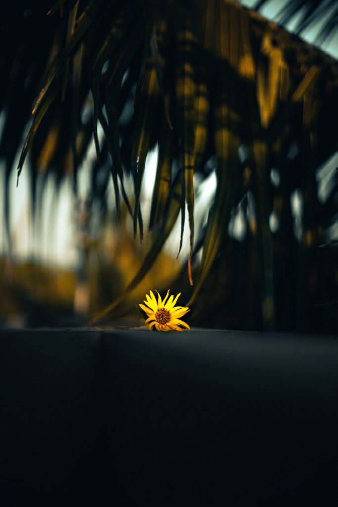 Vibrant Yellow Flower Wallpaper: Striking Contrast with Dark Background