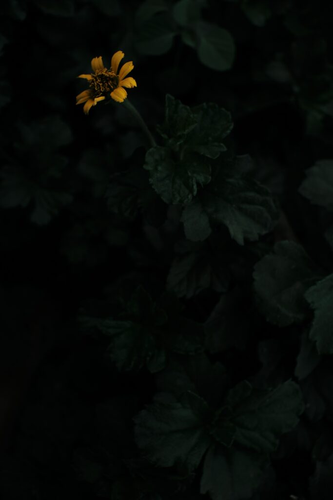 Vibrant Yellow Flower Wallpaper: Striking Contrast on Dark Background