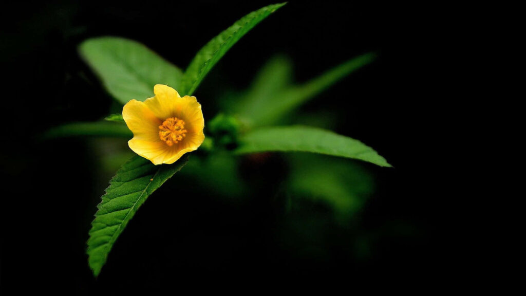 Vibrant Yellow Flower Against Dark Blurred Background | Nature's Simplicity Wallpaper