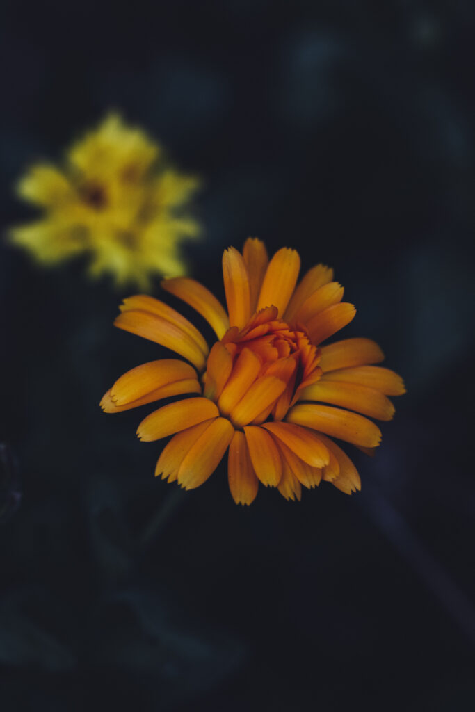Vibrant Yellow Flower Wallpaper: Intricate Petals & Dark Background