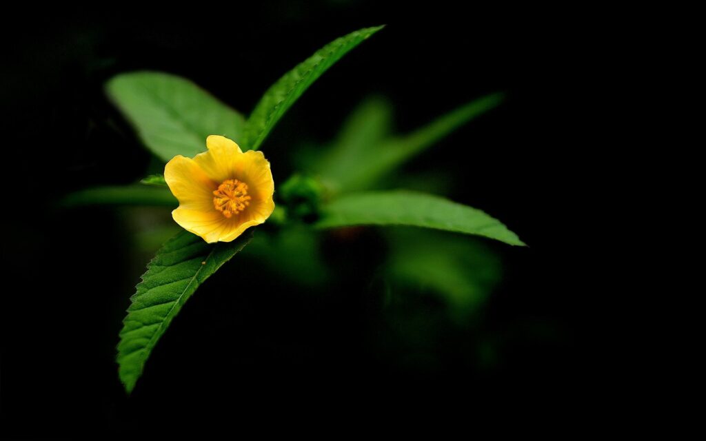 Vibrant Yellow Flower Wallpaper: Green Leaves on Dark Background