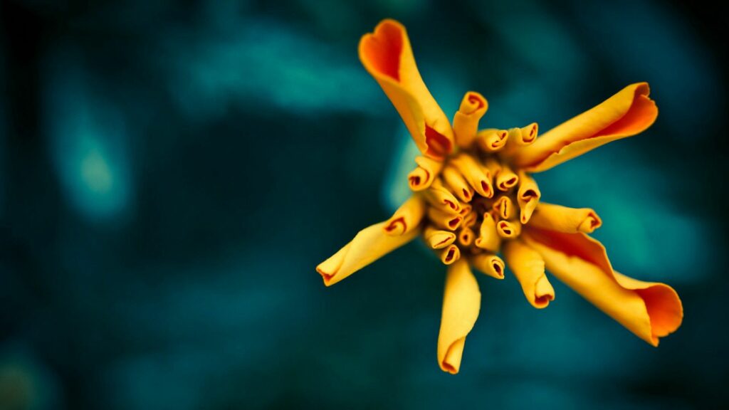 Vibrant Yellow Flower Wallpaper: Stunning Curled Petals on Green