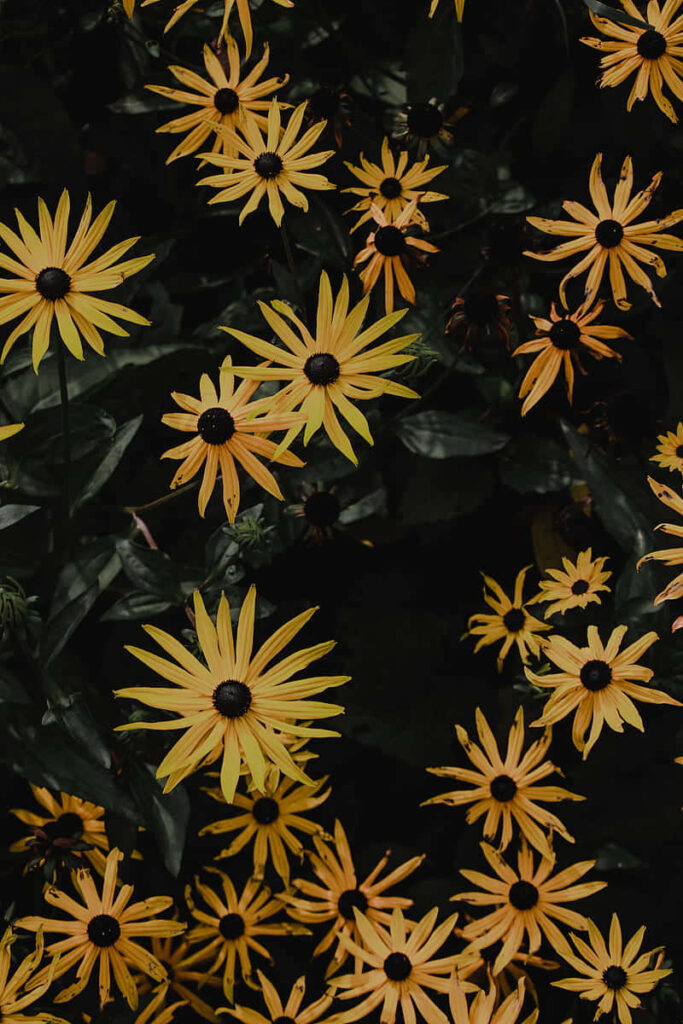 Vibrant Yellow Flowers on Lush Green Background - Captivating Wallpaper