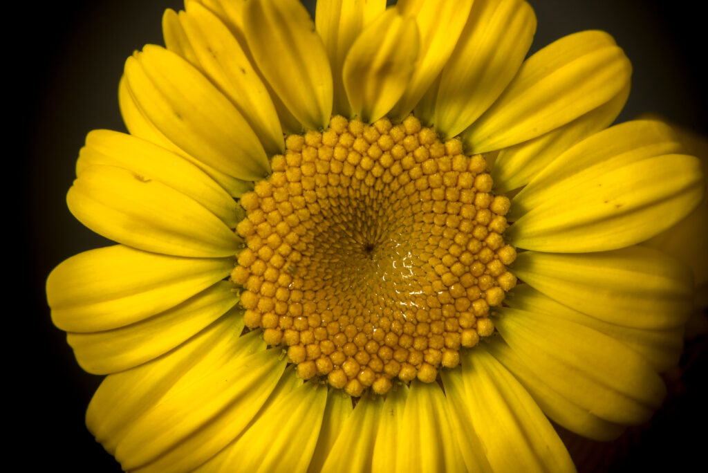 Vibrant Yellow Flower Macro Wallpaper: Detailed Petals & Beauty