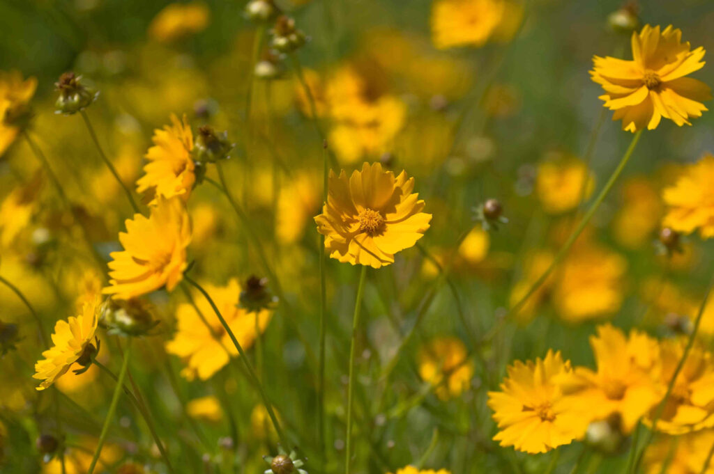 Cheerful Yellow Flower Wallpaper: Sunlit Vibrance & Freshness